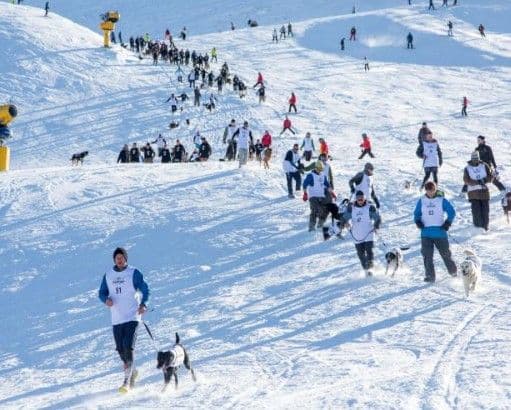 Slippery Tails and Snowy Trails. The Coronet Dog Derby is On