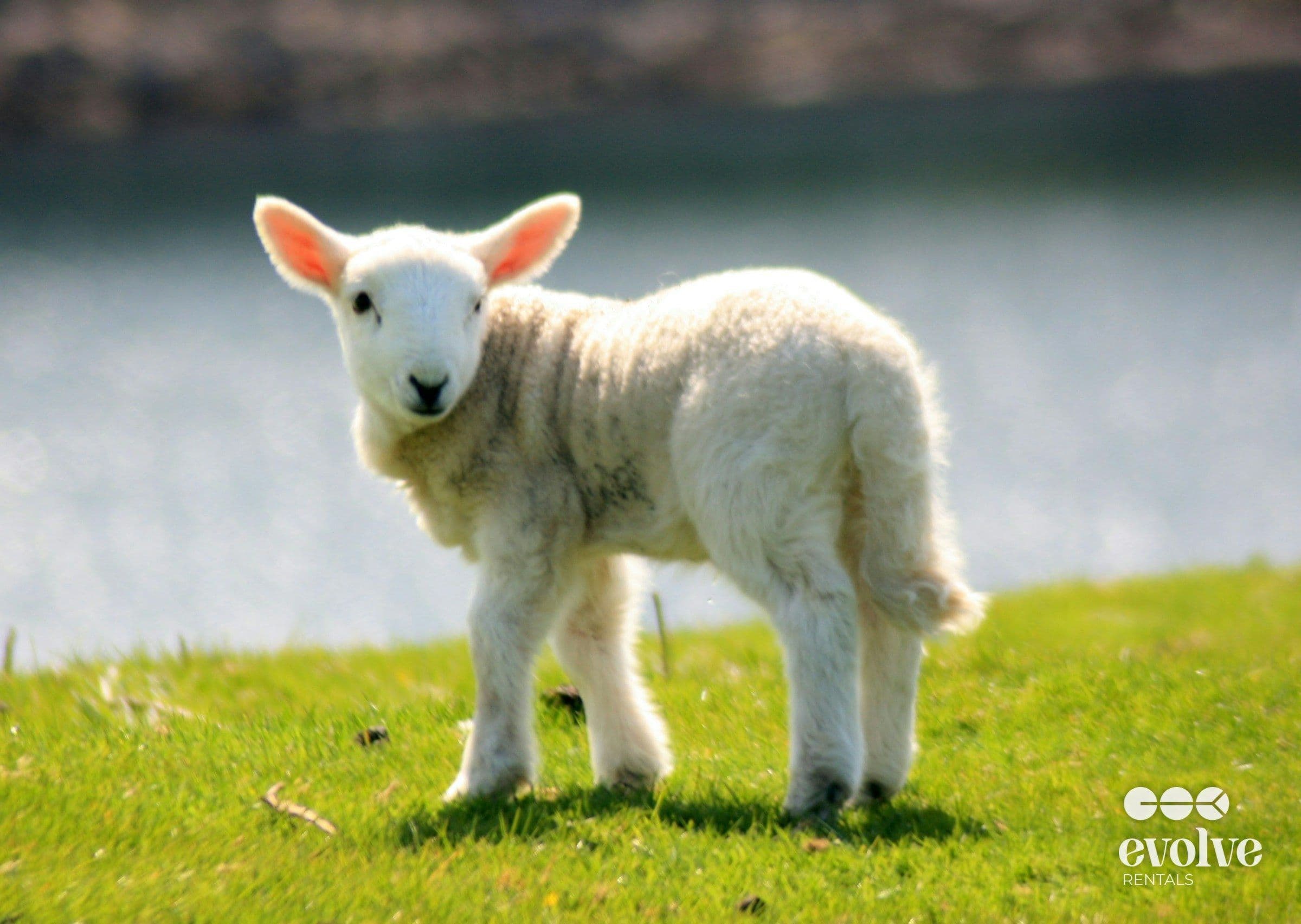 Plan a Day Trip to Glenorchy's Cutest Attraction